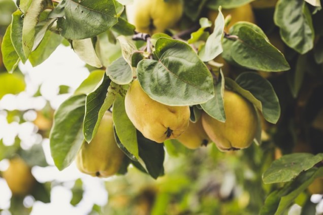 9 Best Winter Fruits You Can Eat This Year 11 Quince fruit | Matey Lifestyle
