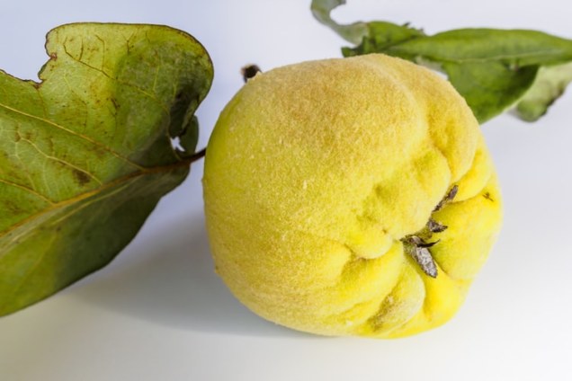 Quinces fruits for winter | Matey Lifestyle