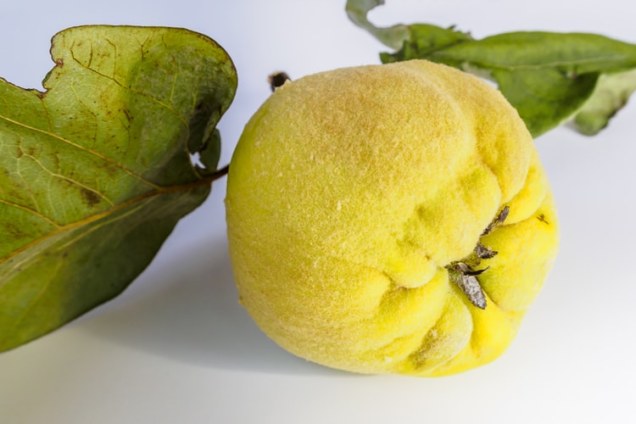 9 Best Winter Fruits You Can Eat This Year 10 Quinces fruits for winter | Matey Lifestyle
