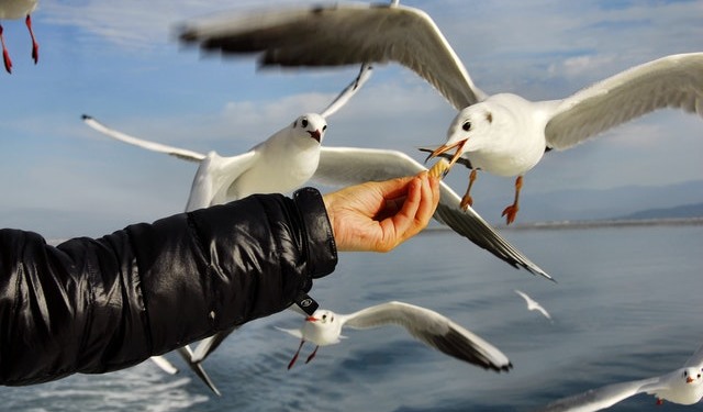 feeding birds relaxing picture | Matey Lifestyle