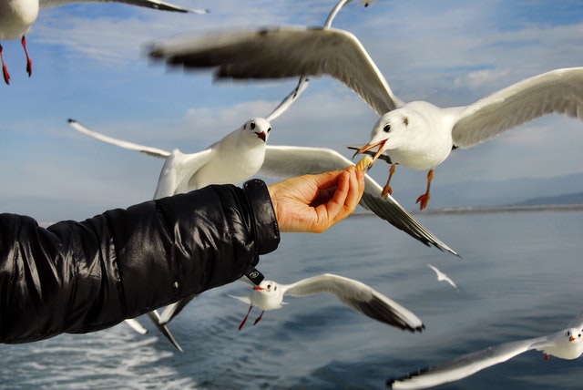 feeding birds relaxing picture | Matey Lifestyle